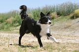 BORDER COLLIE 247